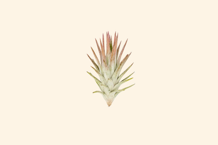 Tillandsia Ionantha Vanhyningii Air Plant [Single Plant]