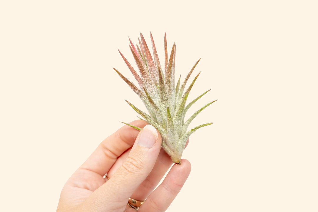 Tillandsia Ionantha Vanhyningii Air Plant [Single Plant]
