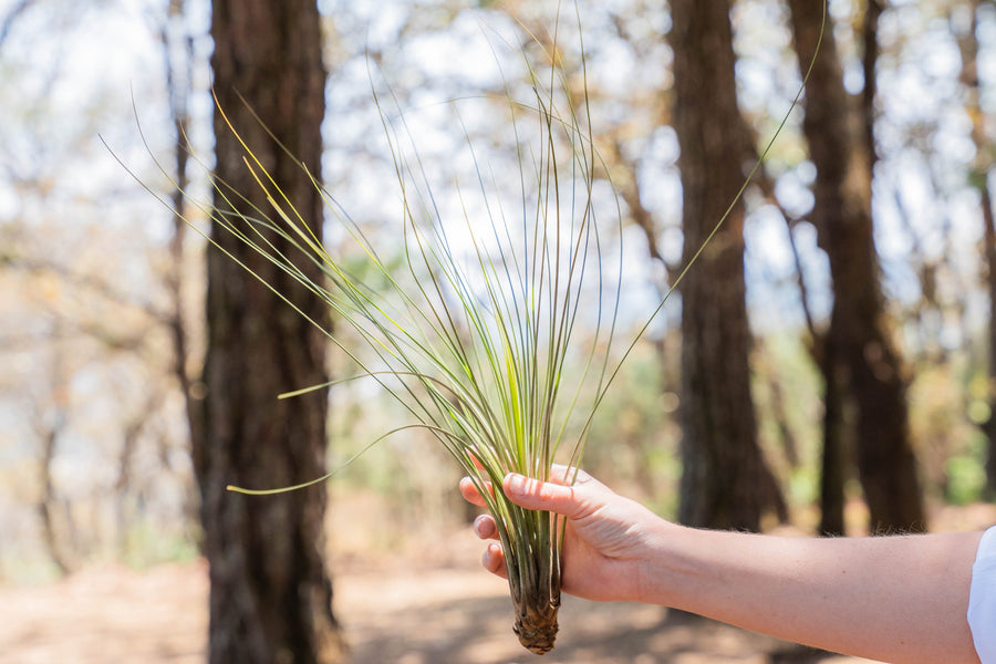 hand holding an Extra large tillandsia juncea air plant
