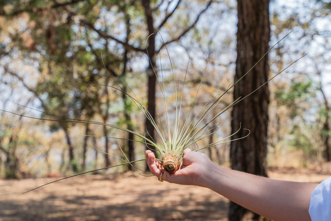 hand holding and showing the bottom of an XL tillandsia juncea air plant