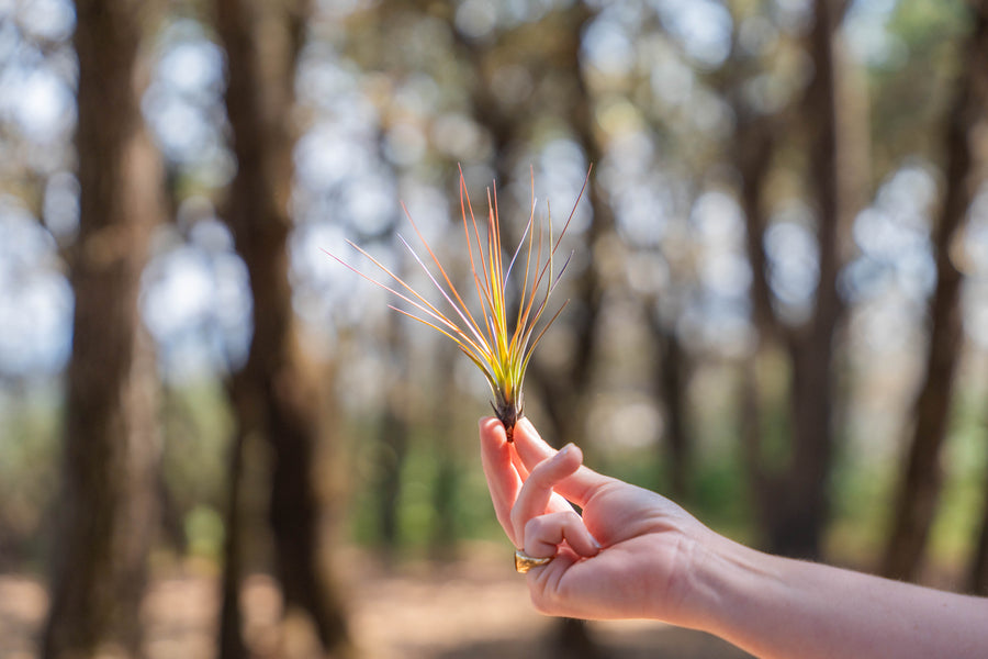 hand holding a small blushing tillandsia juncifolia air plant