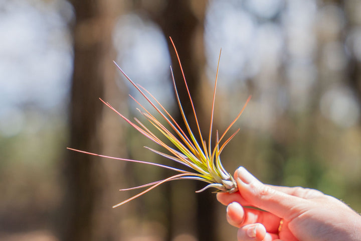 hand holding a small blushing tillandsia juncifolia air plant