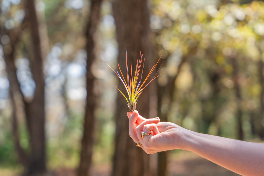 hand holding a small blushing tillandsia juncifolia air plant