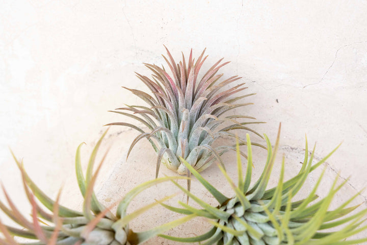 blushing large tillandsia ionantha rubra air plant