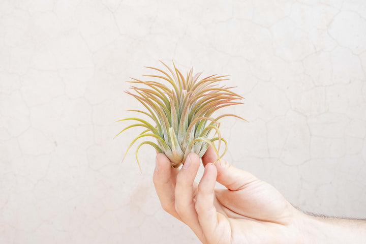 hand holding large blushing tillandsia ionantha rubra air plant