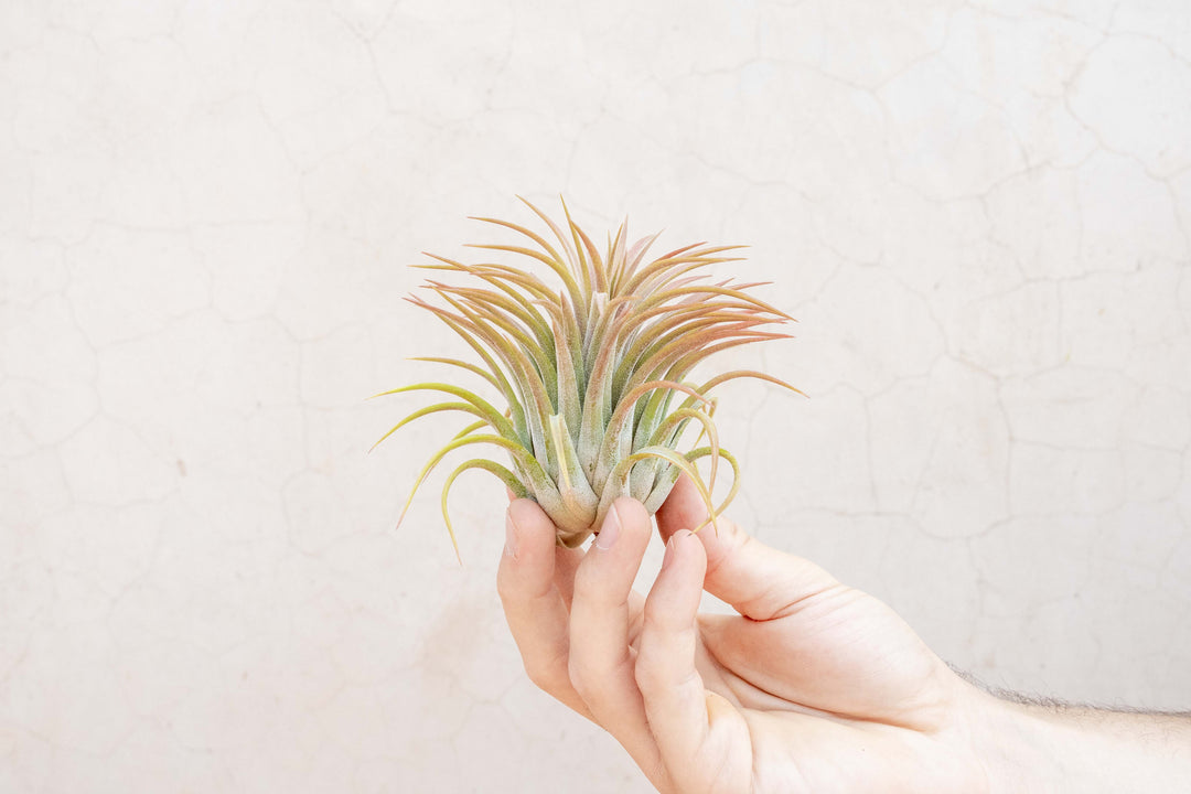 Blushing Large Tillandsia Ionantha Rubra Air Plant