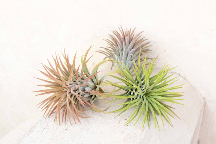 3 blushing large tillandsia ionantha rubra air plants