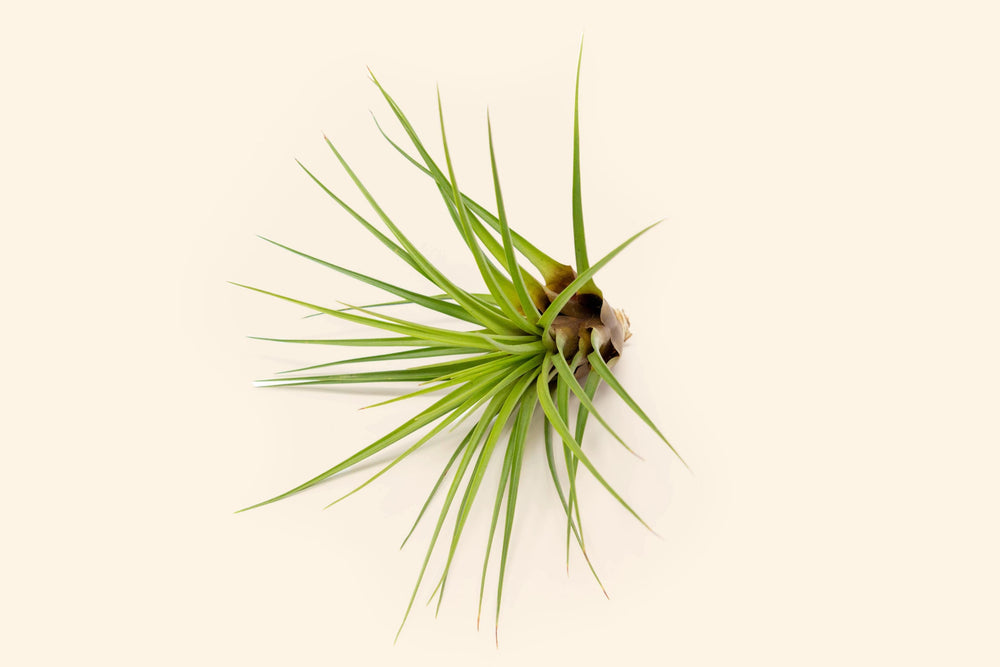 tillandsia air plant melanocrater