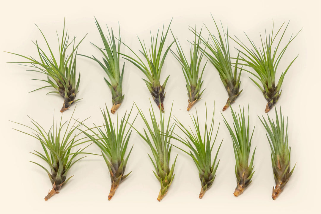 Large Tillandsia Melanocrater Tricolor Air Plants / 6-8 Inches Tall [1, 3 or 5 Pack]
