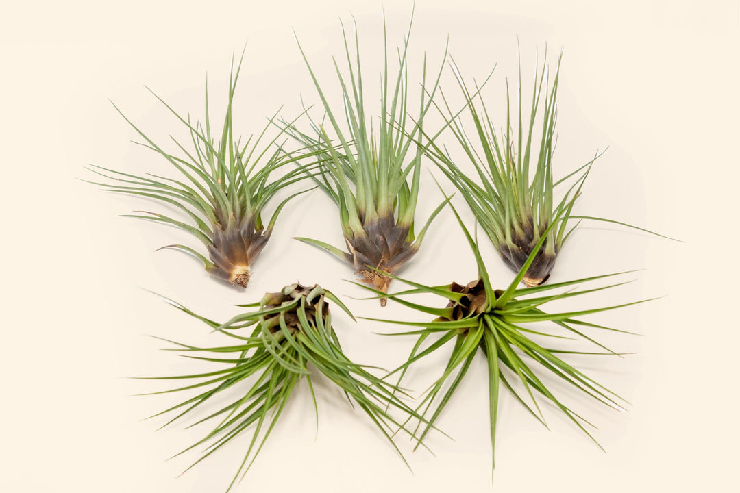 tillandsia air plant melanocrater group