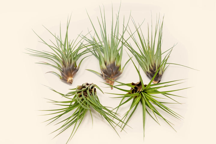 tillandsia air plant melanocrater group