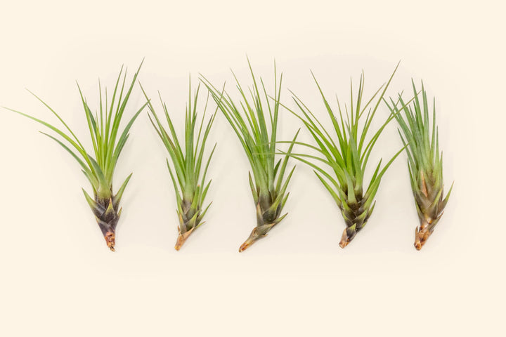 Large Tillandsia Melanocrater Tricolor Air Plants / 6-8 Inches Tall [1, 3 or 5 Pack]