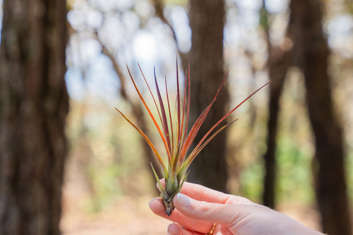 hand holding a small blushing tillandsia melanocrater air plant