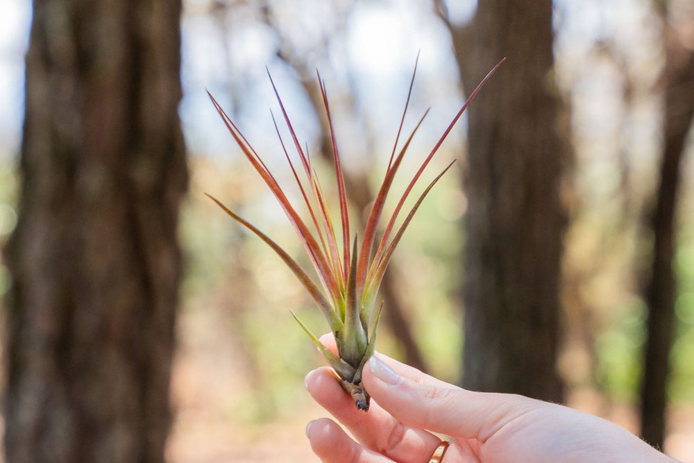 hand holding a small blushing tillandsia melanocrater air plant