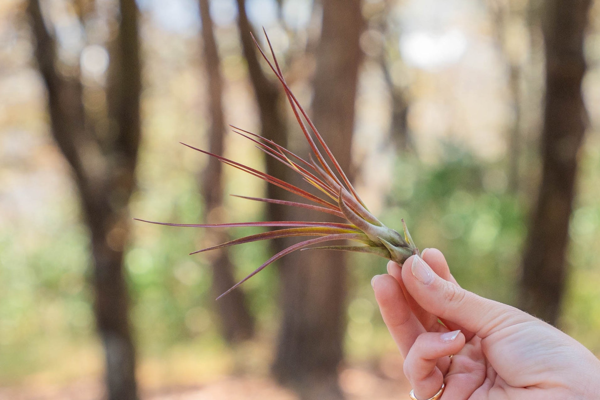 melanocrater air plant Sale: 30% Off - Tillandsia Melanocrater Tricolor Air Plants [5, 10, or 15  Pack]