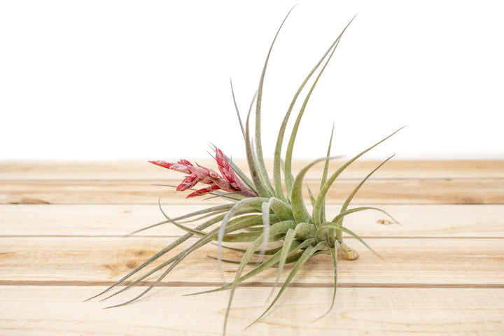 Tillandsia Murorum Air Plants [Blooming Available]