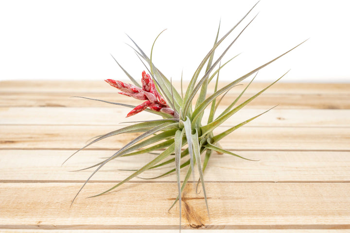 Tillandsia Murorum Air Plants [Blooming Available]