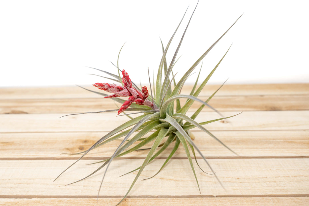 Tillandsia Murorum Air Plants [Blooming Available]