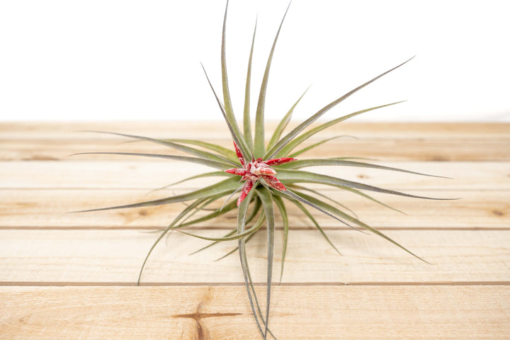 Tillandsia Murorum Air Plants [Blooming Available]