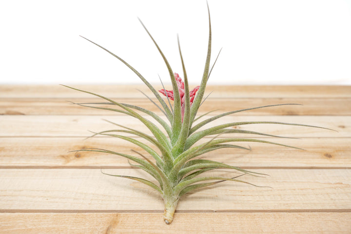 Tillandsia Murorum Air Plants [Blooming Available]