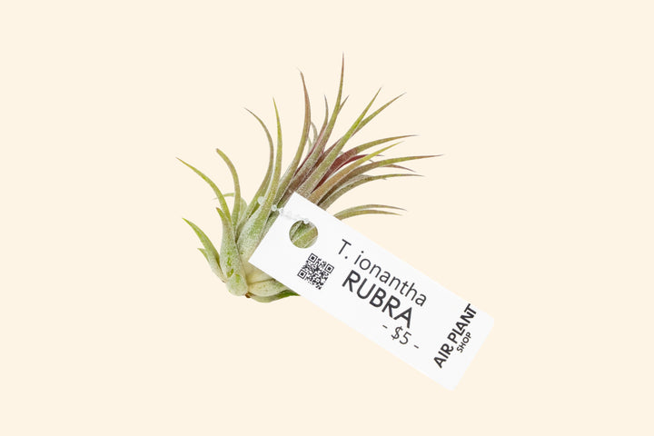Wholesale: Air Plant Tags - For Your Retail Shop - 33 Tags Per Sheet [Min Order 3 Sheets]