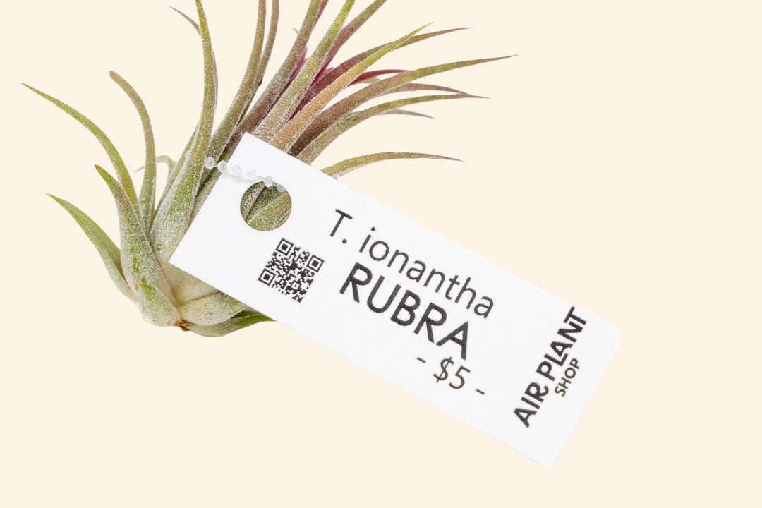 Wholesale: Air Plant Tags - For Your Retail Shop - 33 Tags Per Sheet [Min Order 3 Sheets]