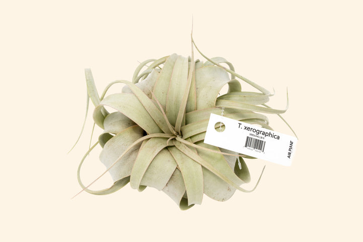 Wholesale: Air Plant Tags - For Your Retail Shop - 33 Tags Per Sheet [Min Order 3 Sheets]