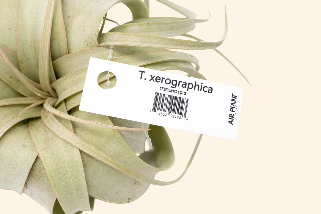 Wholesale: Air Plant Tags - For Your Retail Shop - 33 Tags Per Sheet [Min Order 3 Sheets]