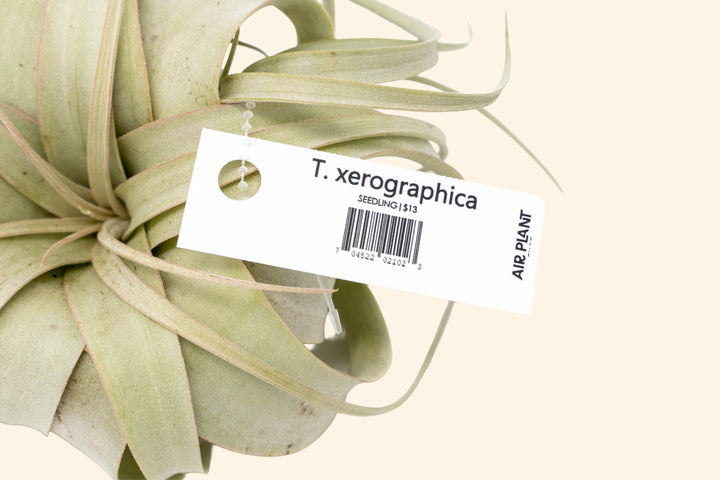 Wholesale: Air Plant Tags - For Your Retail Shop - 33 Tags Per Sheet [Min Order 3 Sheets]