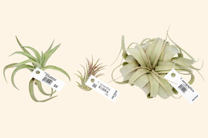 Wholesale: Air Plant Tags - For Your Retail Shop - 33 Tags Per Sheet [Min Order 3 Sheets]