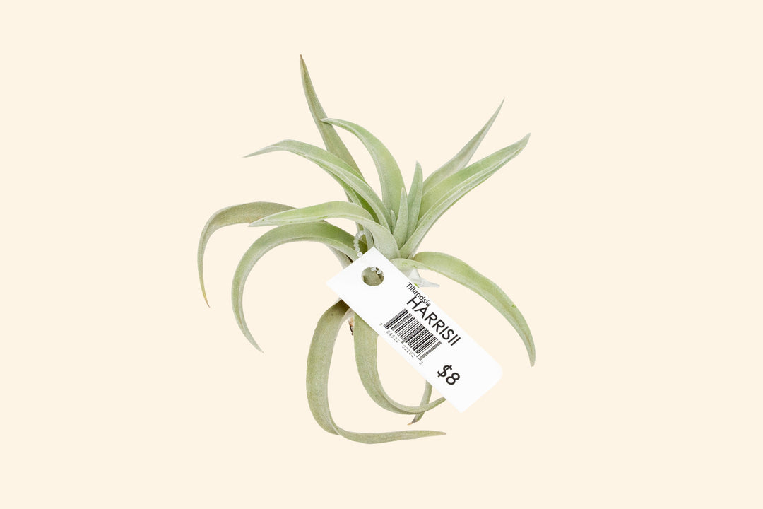 Wholesale: Air Plant Tags - For Your Retail Shop - 33 Tags Per Sheet [Min Order 3 Sheets]