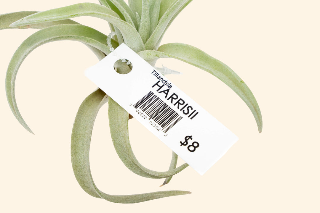 Wholesale: Air Plant Tags - For Your Retail Shop - 33 Tags Per Sheet [Min Order 3 Sheets]