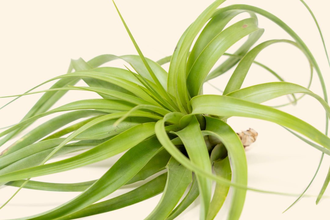 Tillandsia Roland Gosselini Air Plant