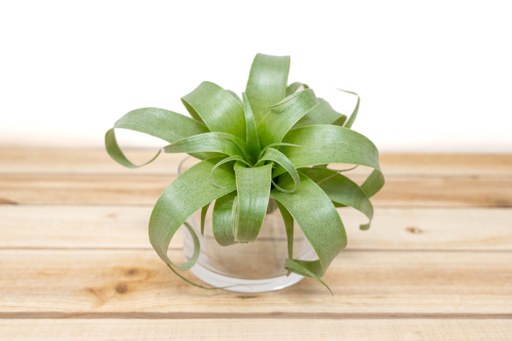 Award Winning Hybrid Tillandsia Samantha 'T. mooreana X kalmbacheri' [Single Plant]