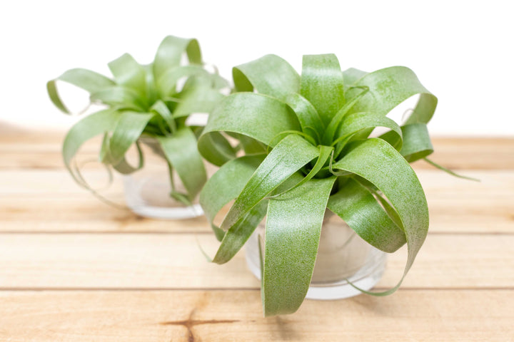 Award Winning Hybrid Tillandsia Samantha 'T. mooreana X kalmbacheri' [Single Plant]