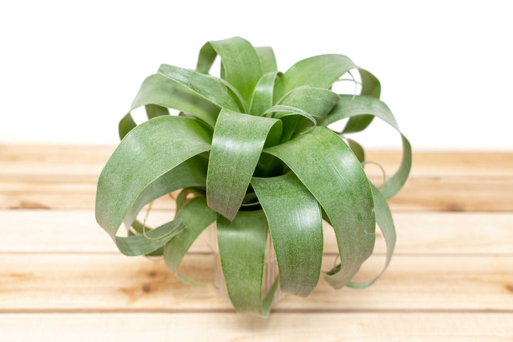 Award Winning Hybrid Tillandsia Samantha 'T. mooreana X kalmbacheri' [Single Plant]