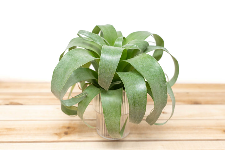 Award Winning Hybrid Tillandsia Samantha 'T. mooreana X kalmbacheri' [Single Plant]
