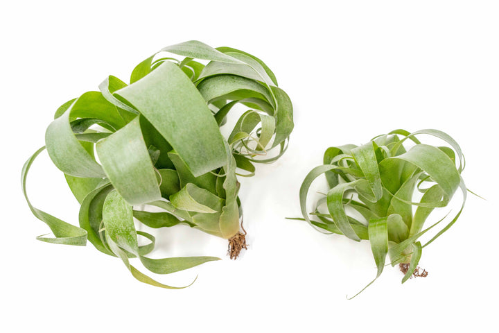 Award Winning Hybrid Tillandsia Samantha 'T. mooreana X kalmbacheri' [Single Plant]