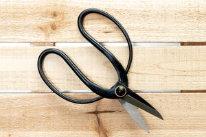 Bonsai-Style Pruning Scissors for Tillandsia Air Plants