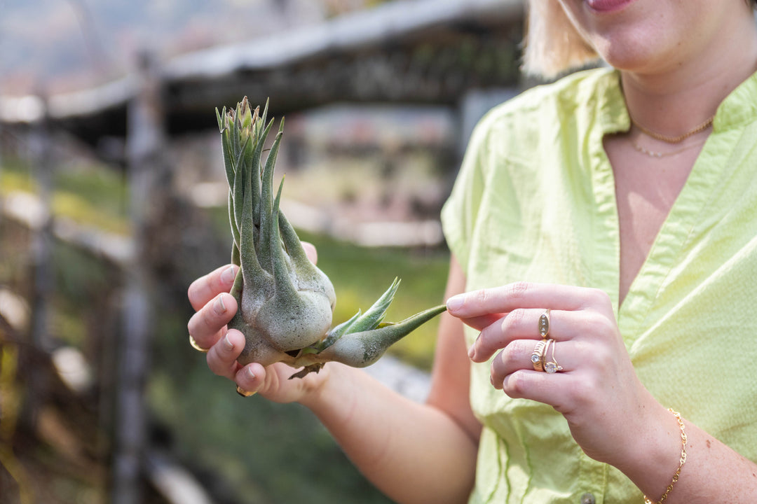 tillandsia seleriana air plant with pup