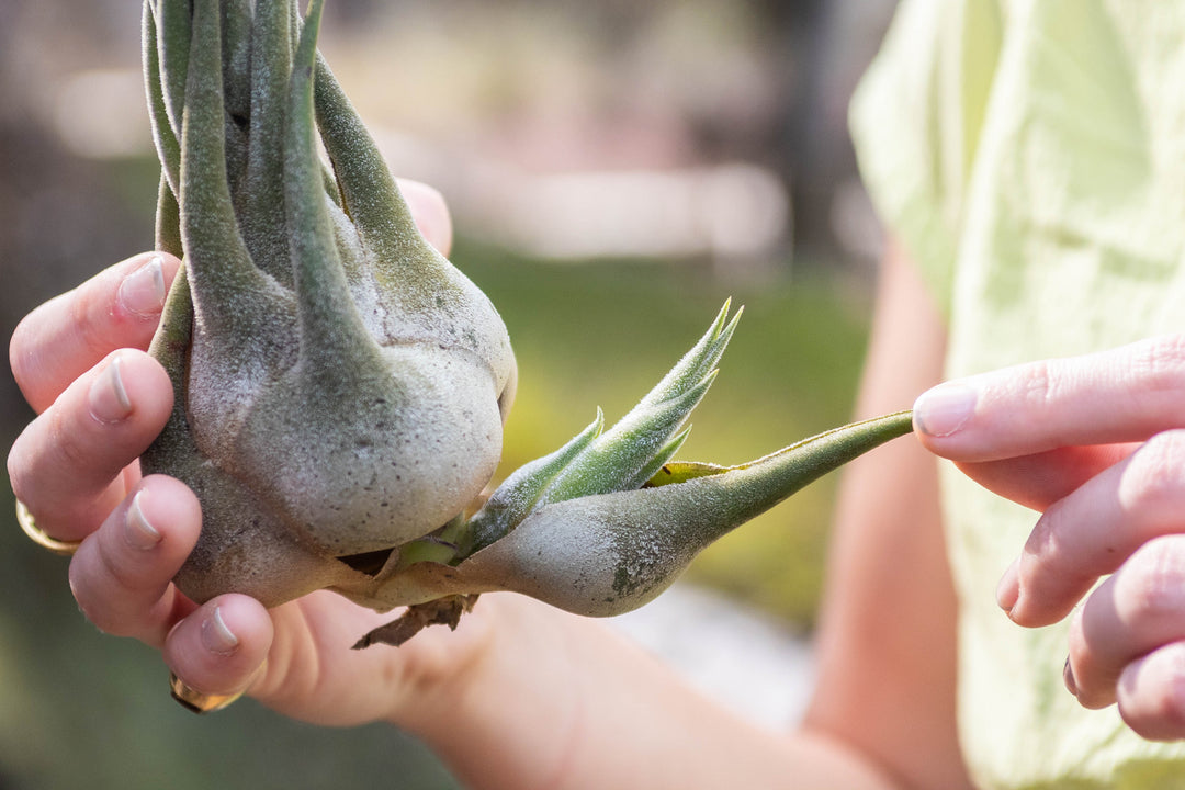 close up of large tillandsia seleriana air plant with pup
