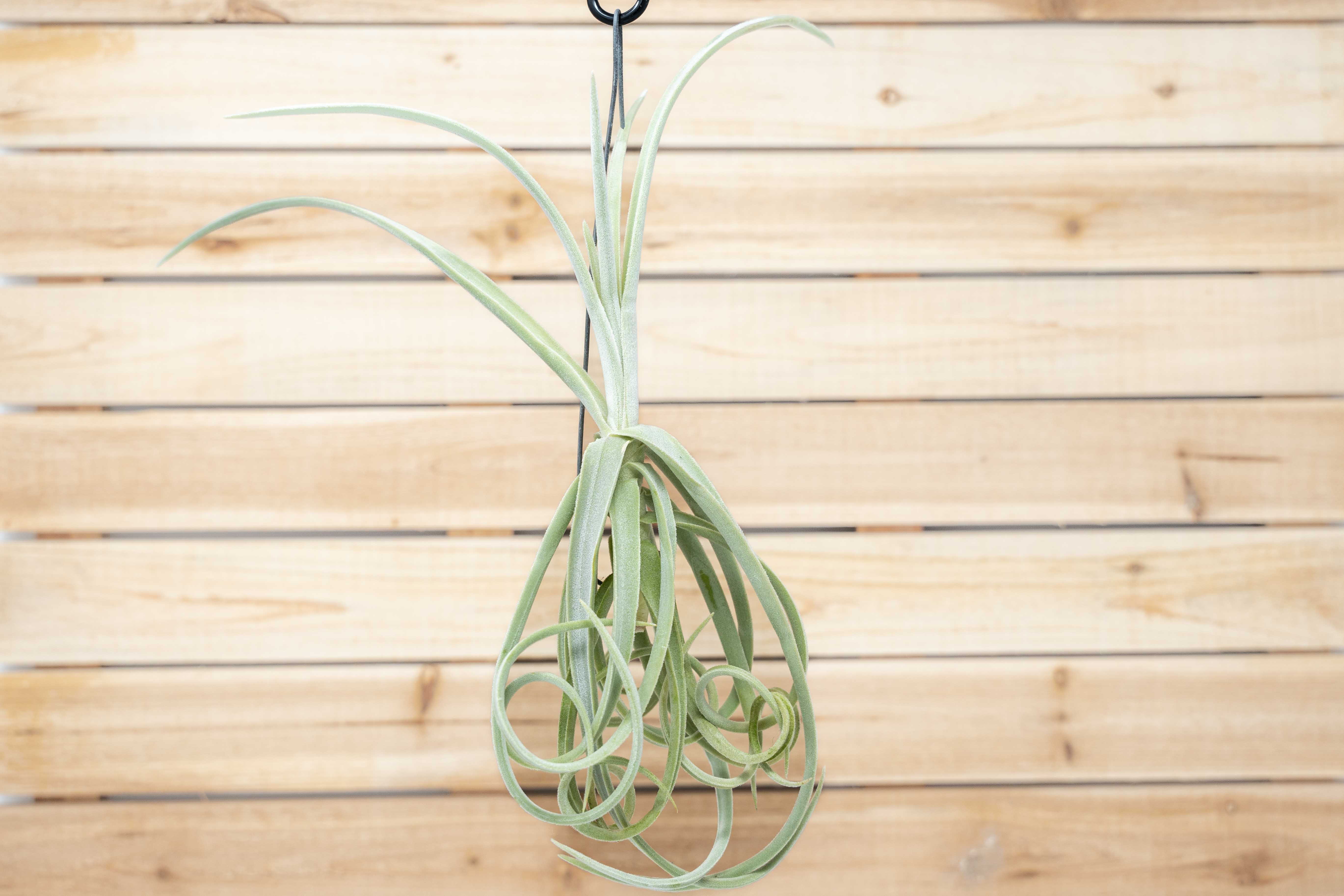 Unique Tillandsia Duratii - Thick, Curly Leaves - Limited