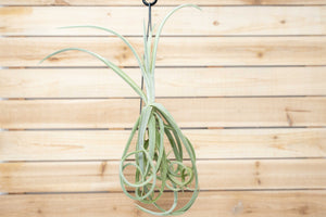 Unique Tillandsia Duratii Air Plants - Thick, Curly Leaves - Limited Quantities [Multiple Sizes]