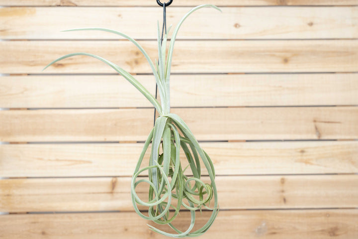 Unique Tillandsia Duratii Air Plants - Thick, Curly Leaves - Limited Quantities [Multiple Sizes]