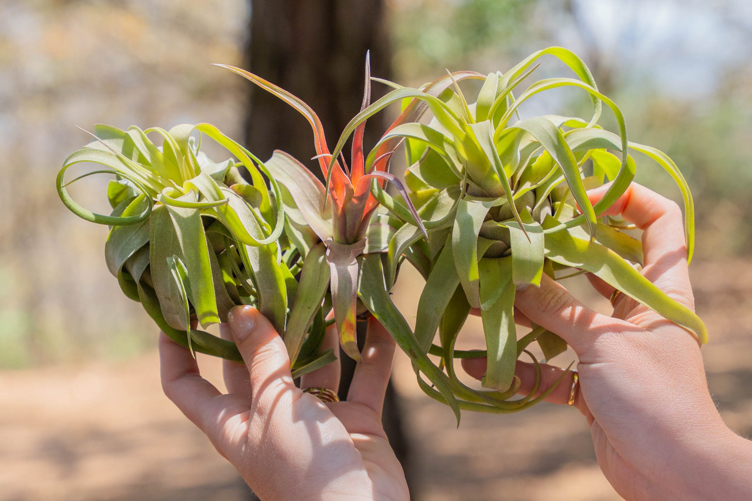 Tillandsia Streptophylla Air Plants - 30% Off – Air Plant Shop