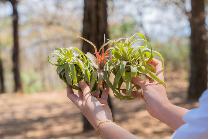 Sale: 30% Off - Tillandsia Streptophylla Air Plants [3, 6 or 9 Pack]