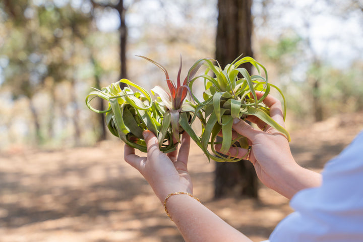 Sale: 30% Off - Tillandsia Streptophylla Air Plants [3, 6 or 9 Pack]