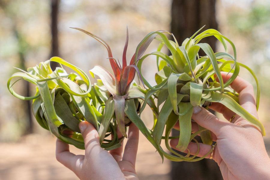 hand holding three tillandsia streptophylla air plants