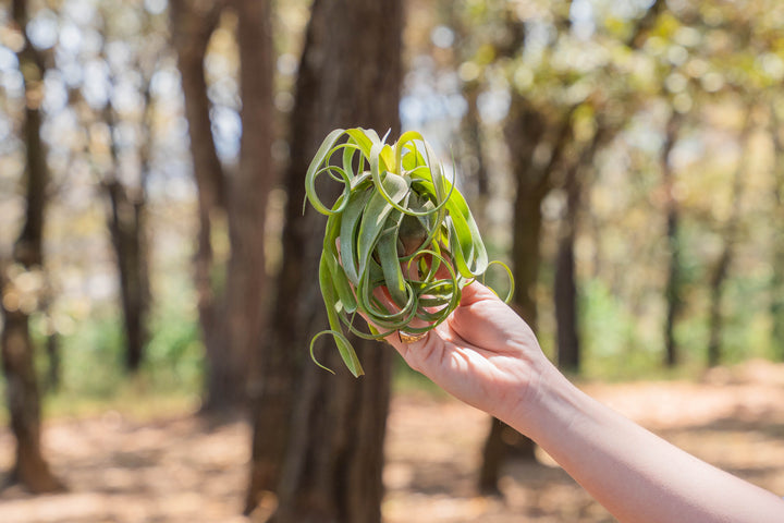 Sale: 30% Off - Tillandsia Streptophylla Air Plants [3, 6 or 9 Pack]
