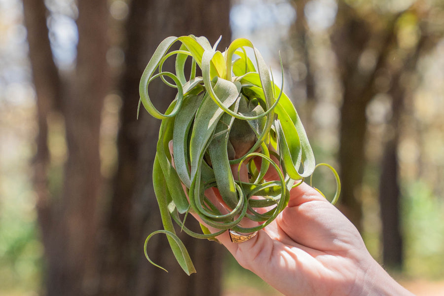 hand holding a tillandsia streptophylla air plant